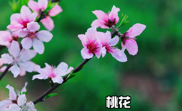 春天开的常见的花有哪些