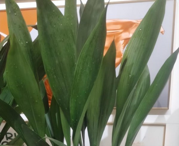 一叶兰怎么养才能更旺盛