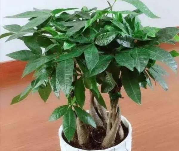 大发财树怎么养才能更旺盛