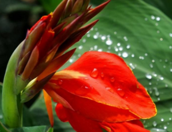 芭蕉树盆栽怎么养