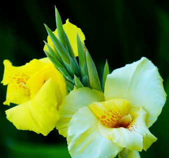 芭蕉树盆栽怎么养