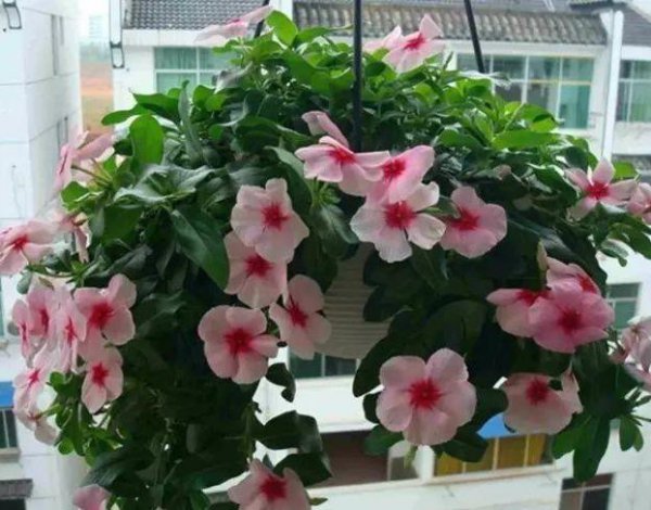 长春花老桩盆景怎么养