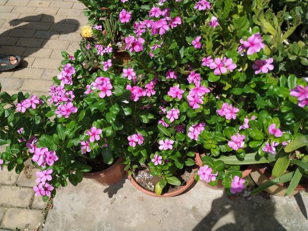 长春花老桩盆景怎么养