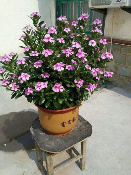 长春花老桩盆景怎么养