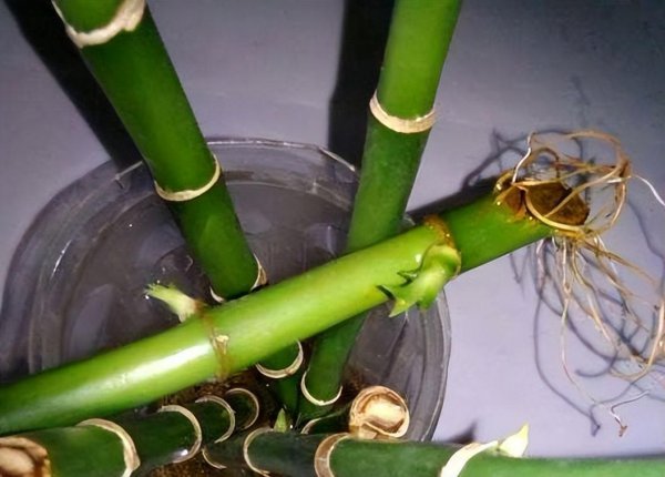 富贵竹生根后如何养护