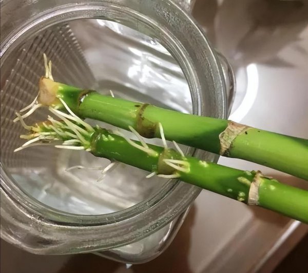 富贵竹生根后如何养护