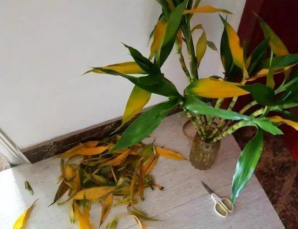 富贵竹生根后如何养护