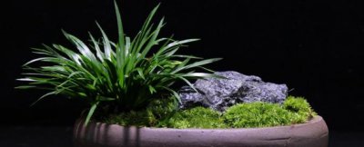 石菖蒲盆景怎么养 石菖蒲栽培技术要点