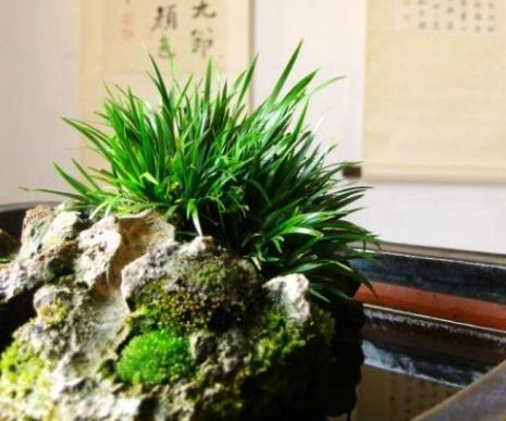 石菖蒲盆景怎么养