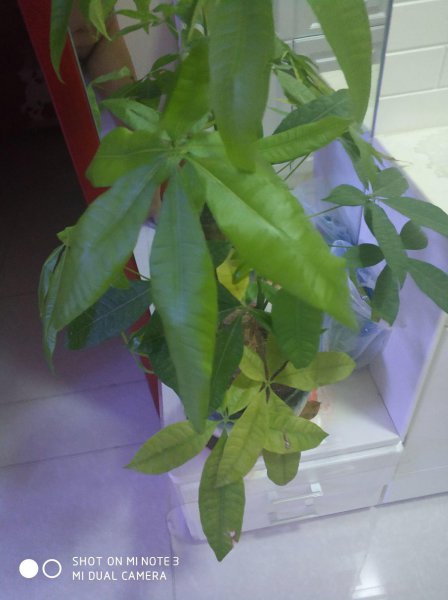 怎样养好发财树