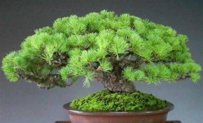 松树盆景怎么养护 盆景松树的养殖方法和注意事项
