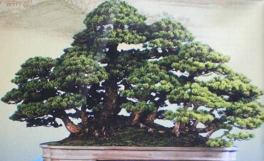 松树盆景怎么养护