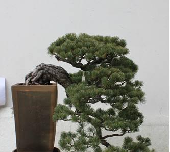 松树盆景怎么养护