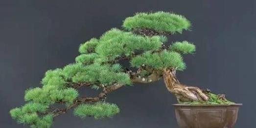 松树盆景怎么养护