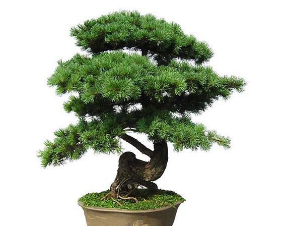 松树盆景怎么养护