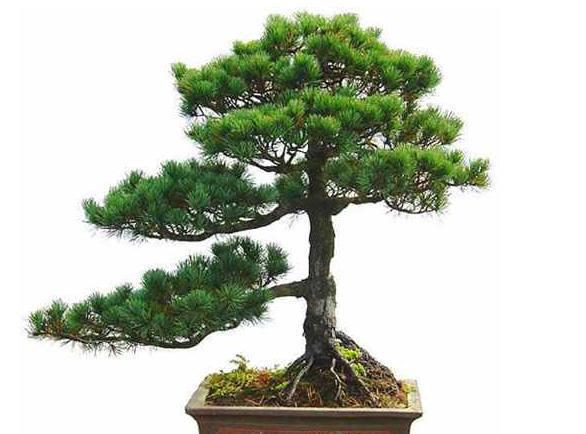 松树盆景怎么养护