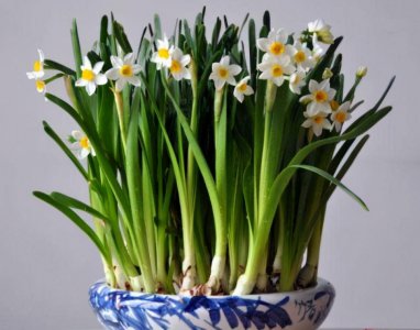 水仙花怎么养 盆栽水仙花的养殖方法讲解