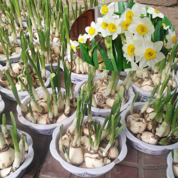 水仙花怎么养