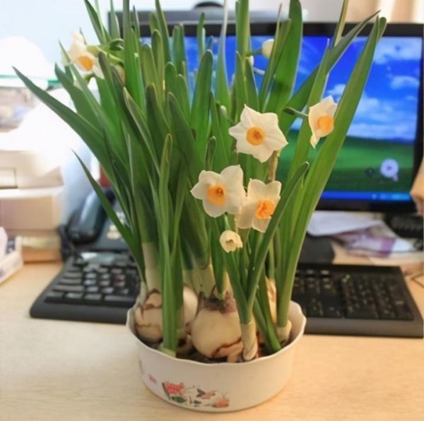 水仙花怎么养