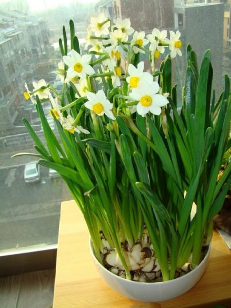 水仙花怎么养