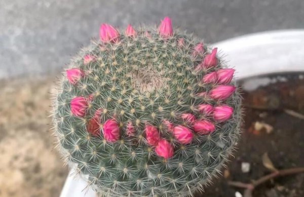 值得养的仙人球有哪些