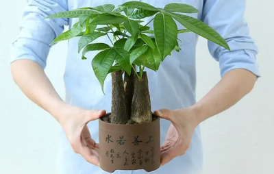 盆景发财树怎样养 发财树盆景的养殖方法讲解