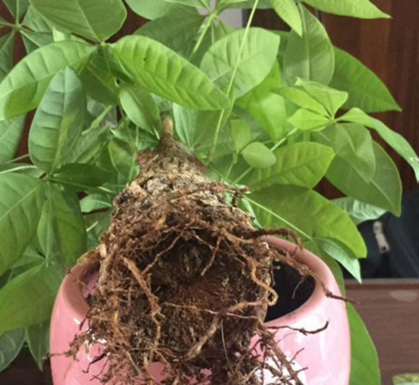 盆景发财树怎样养