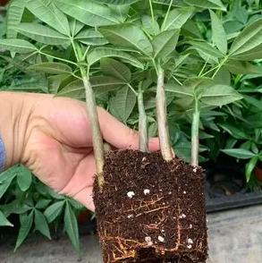 盆景发财树怎样养