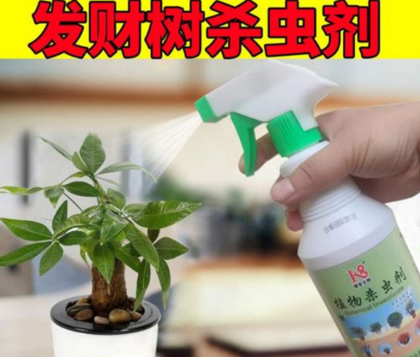 盆景发财树怎样养