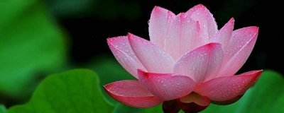 荷花怎么养殖方法 盆栽荷花的养护技巧