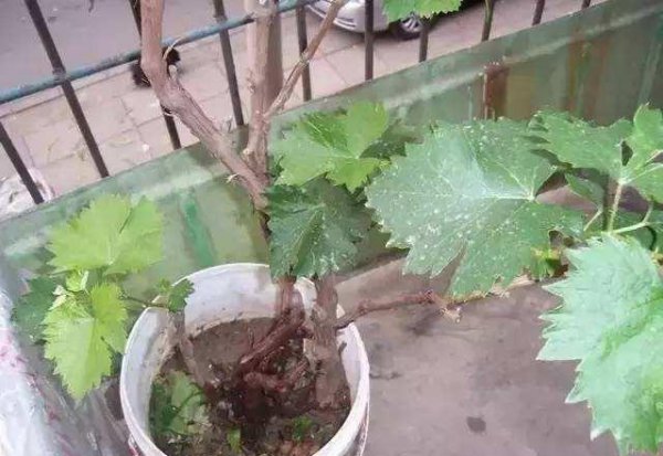 盆栽葡萄怎么养殖