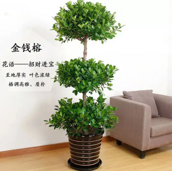 金钱榕怎么养