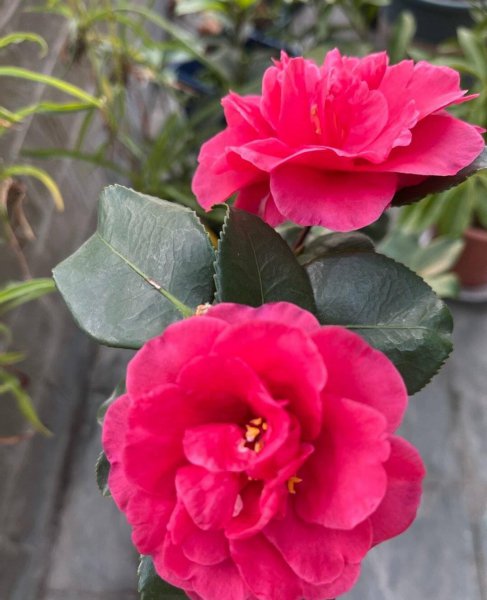 山茶花怎么养