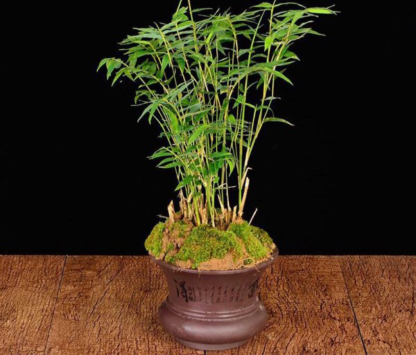 凤尾竹盆景怎么养护