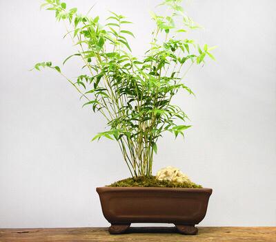 凤尾竹盆景怎么养护
