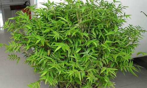凤尾竹盆景怎么养护
