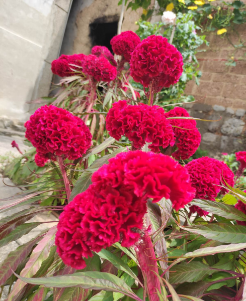 一年生草本花卉有哪些