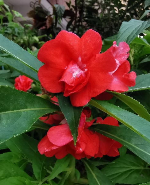 一年生草本花卉有哪些