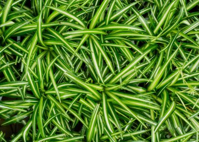 室内水生植物哪些好养 简单好养的水生植物推荐