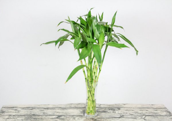 室内水生植物哪些好养