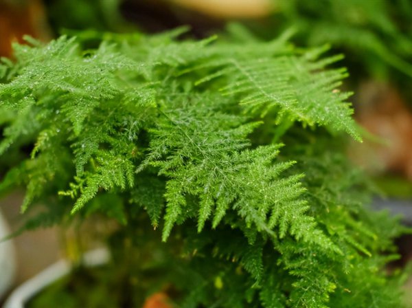 室内水生植物哪些好养