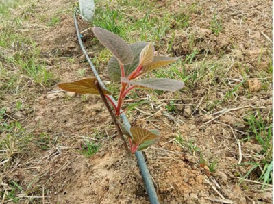 猕猴桃树苗怎么栽种最好 猕猴桃种植技术与栽培