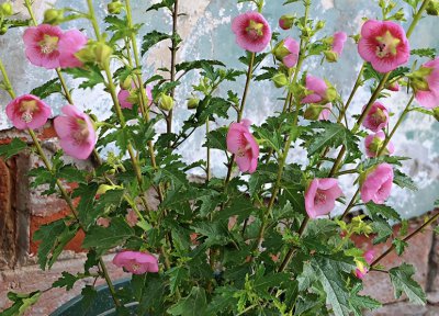 木槿花怎么养 木槿花养殖和注意事项