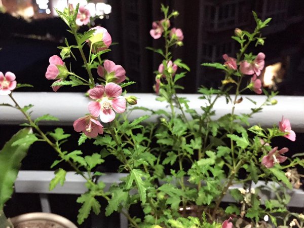 木槿花怎么养