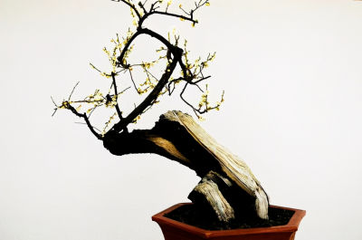 绿梅盆景怎么养 梅花盆景的养护与管理