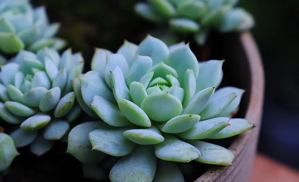 多肉植物如何养护