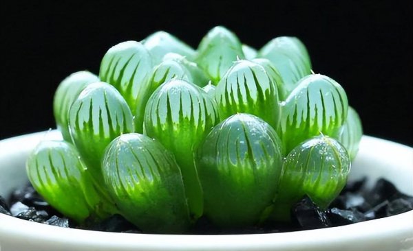 多肉植物如何养护