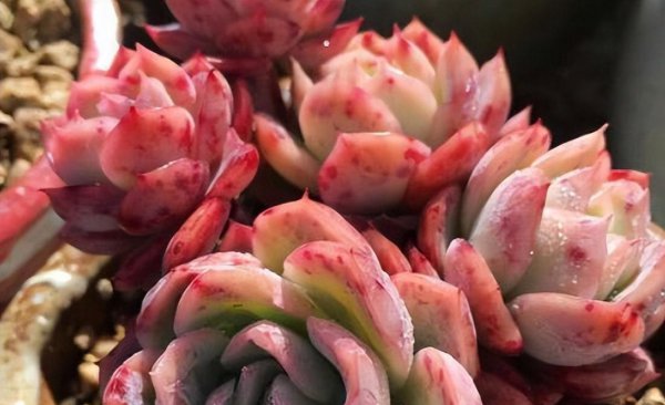 多肉植物如何养护