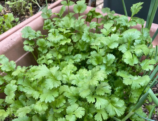 怎样种香菜出得好又快