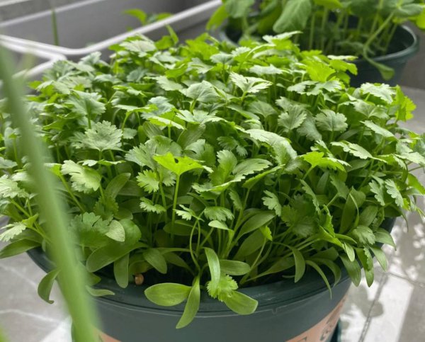 怎样种香菜出得好又快